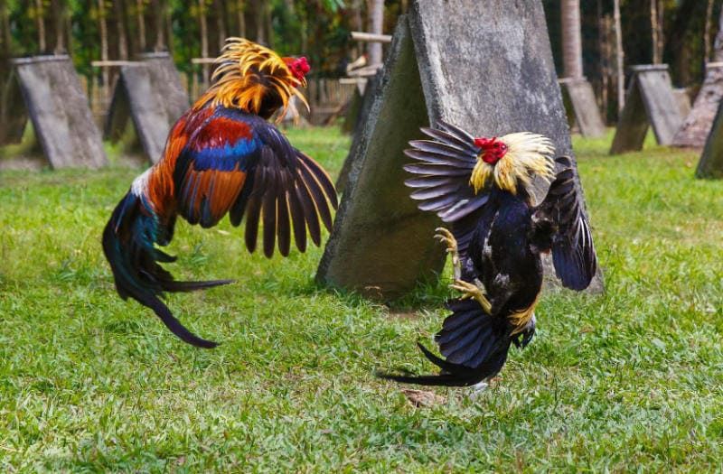 Quy trình vào tiền chuẩn xác khi chơi đá gà trực tuyến